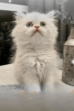 Persa Blanco