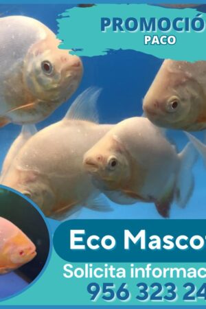 Paco (Pacu juvenil)