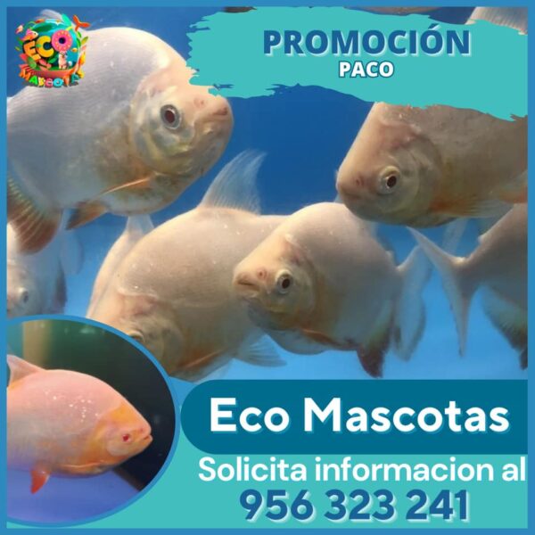 Paco (Pacu juvenil)