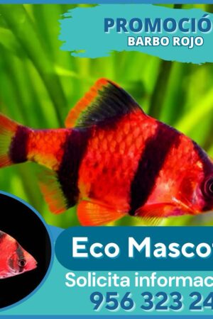 Barbo Rojo (Rosy Barb)