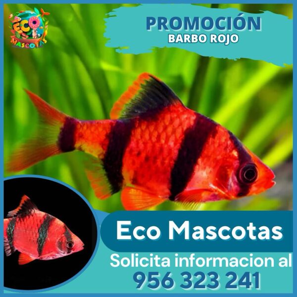 Barbo Rojo (Rosy Barb)