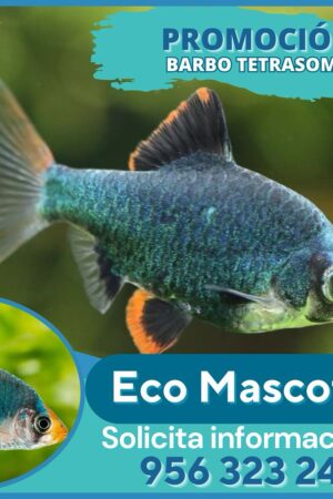 Barbo Terasoma