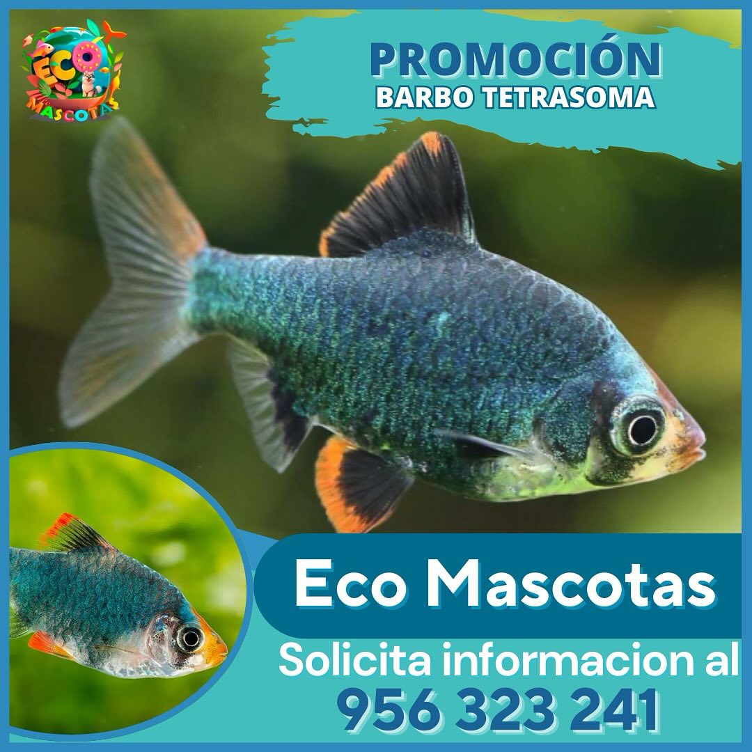 Barbo Terasoma