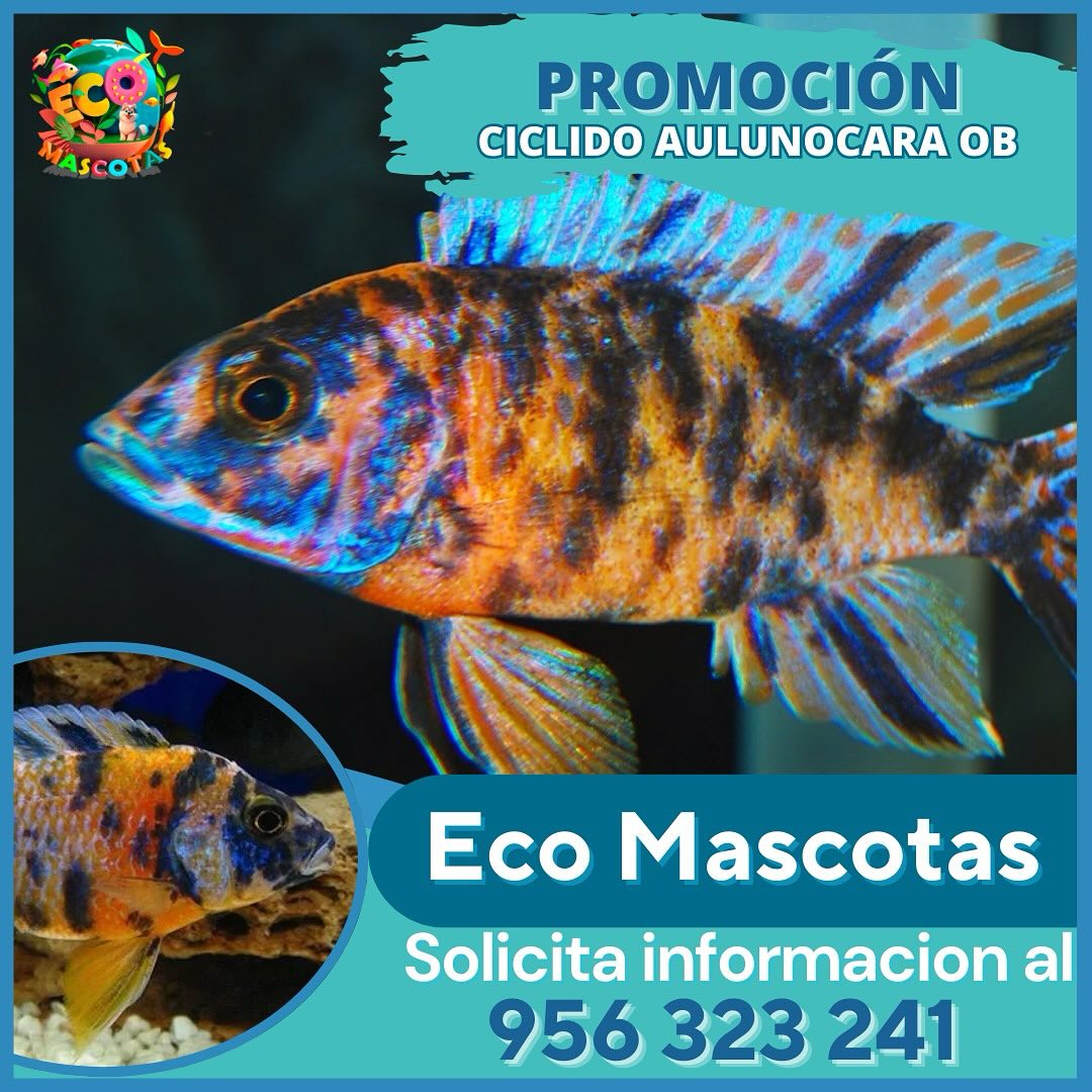 Cíclido Aulonocara OB