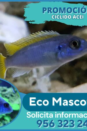 Cíclido Acei (Pseudotropheus)