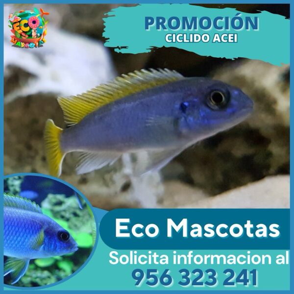 Cíclido Acei (Pseudotropheus)