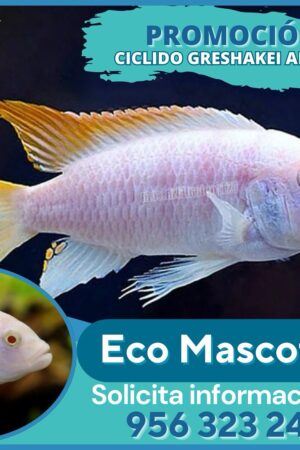 Cíclido Greshakei Albino