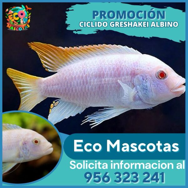 Cíclido Greshakei Albino