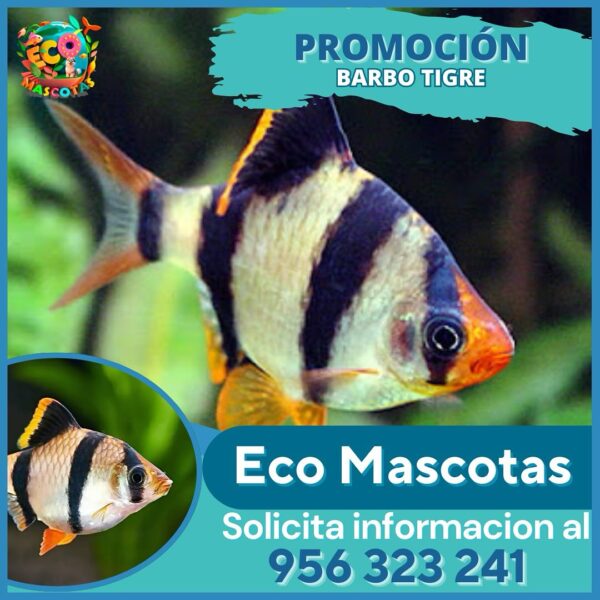 Barbo Tigre