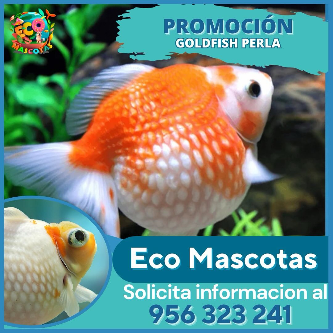 Goldfish Perla