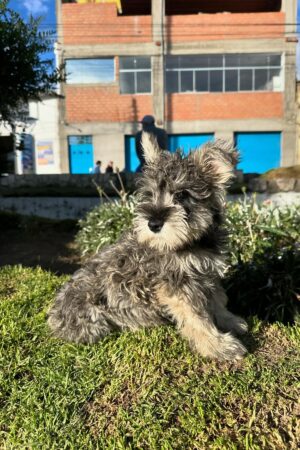 Schnauzer (claro)