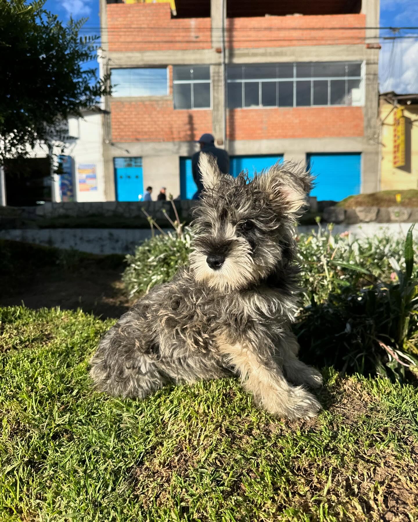 Schnauzer (claro)