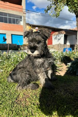 Schnauzer (oscuro)