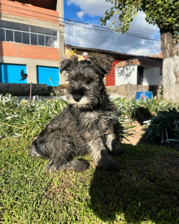 Schnauzer (oscuro)