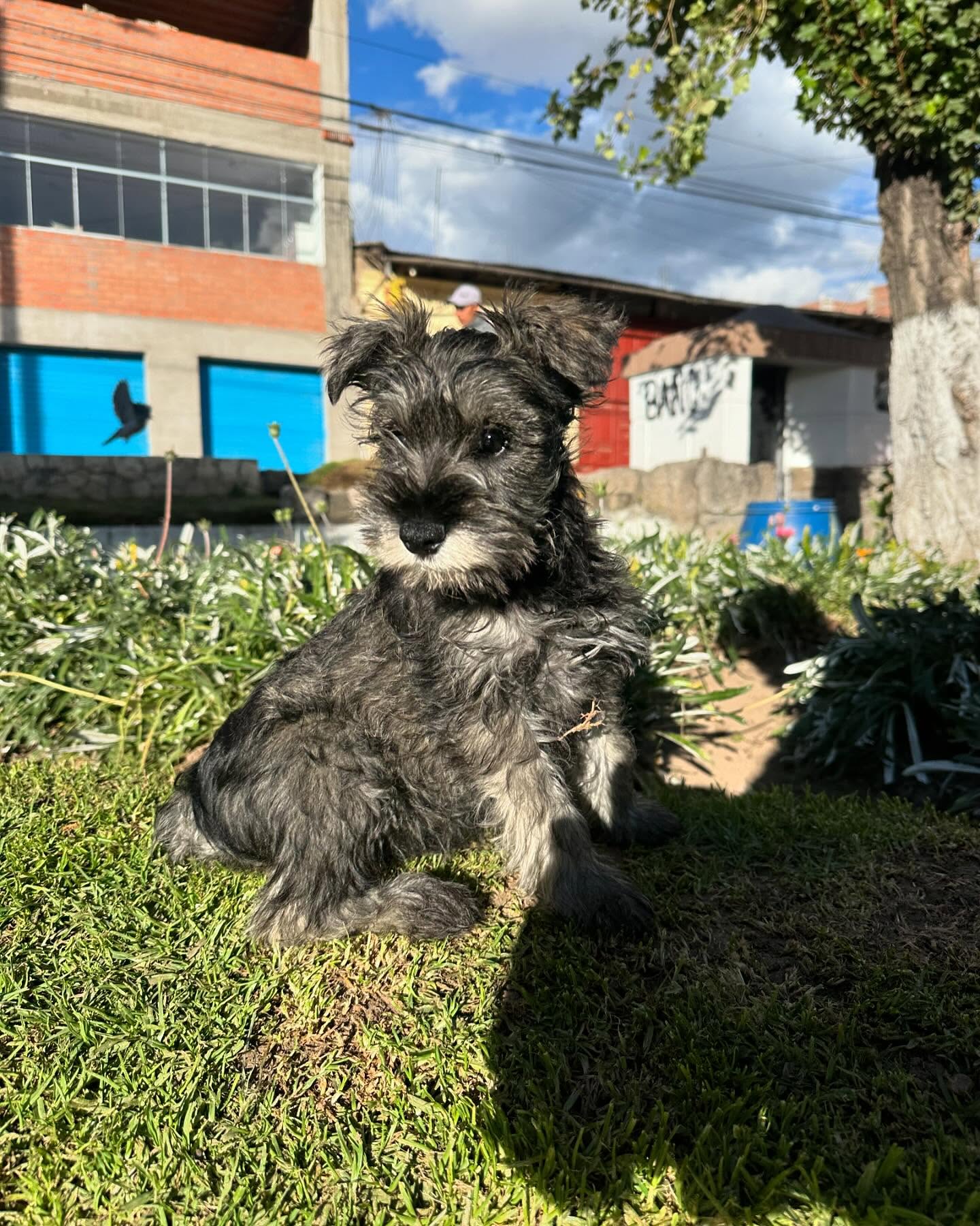 Schnauzer (oscuro)