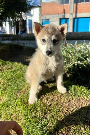 Husky mestizo (nórdico)