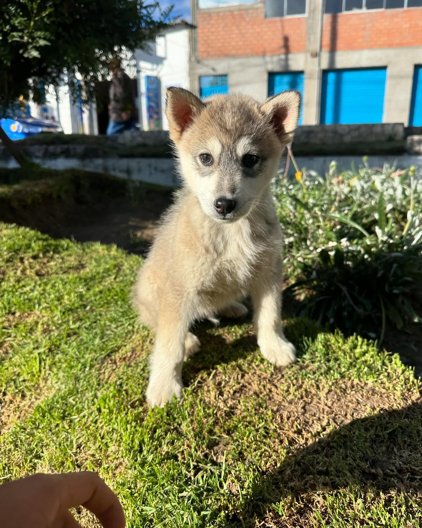 Husky mestizo (nórdico)
