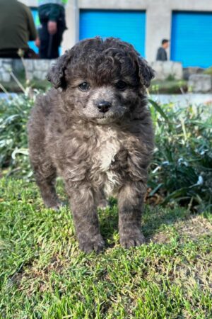 Poodle (Caniche)