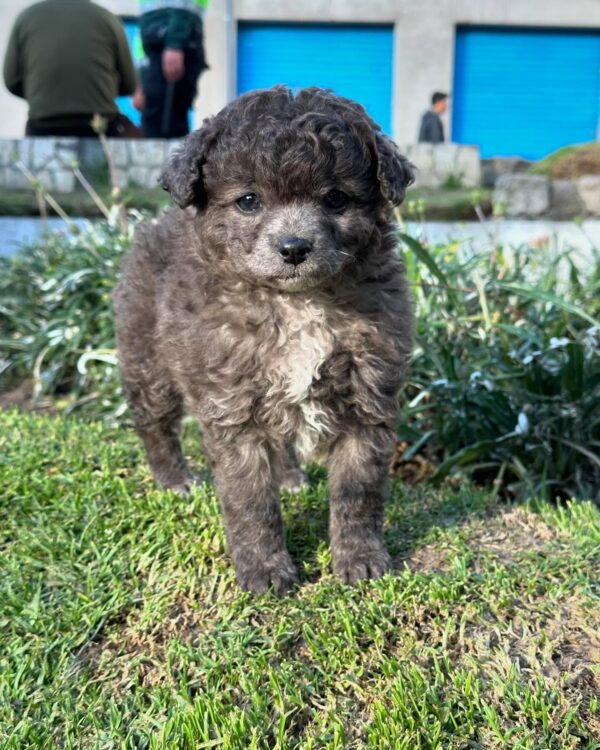 Poodle (Caniche)