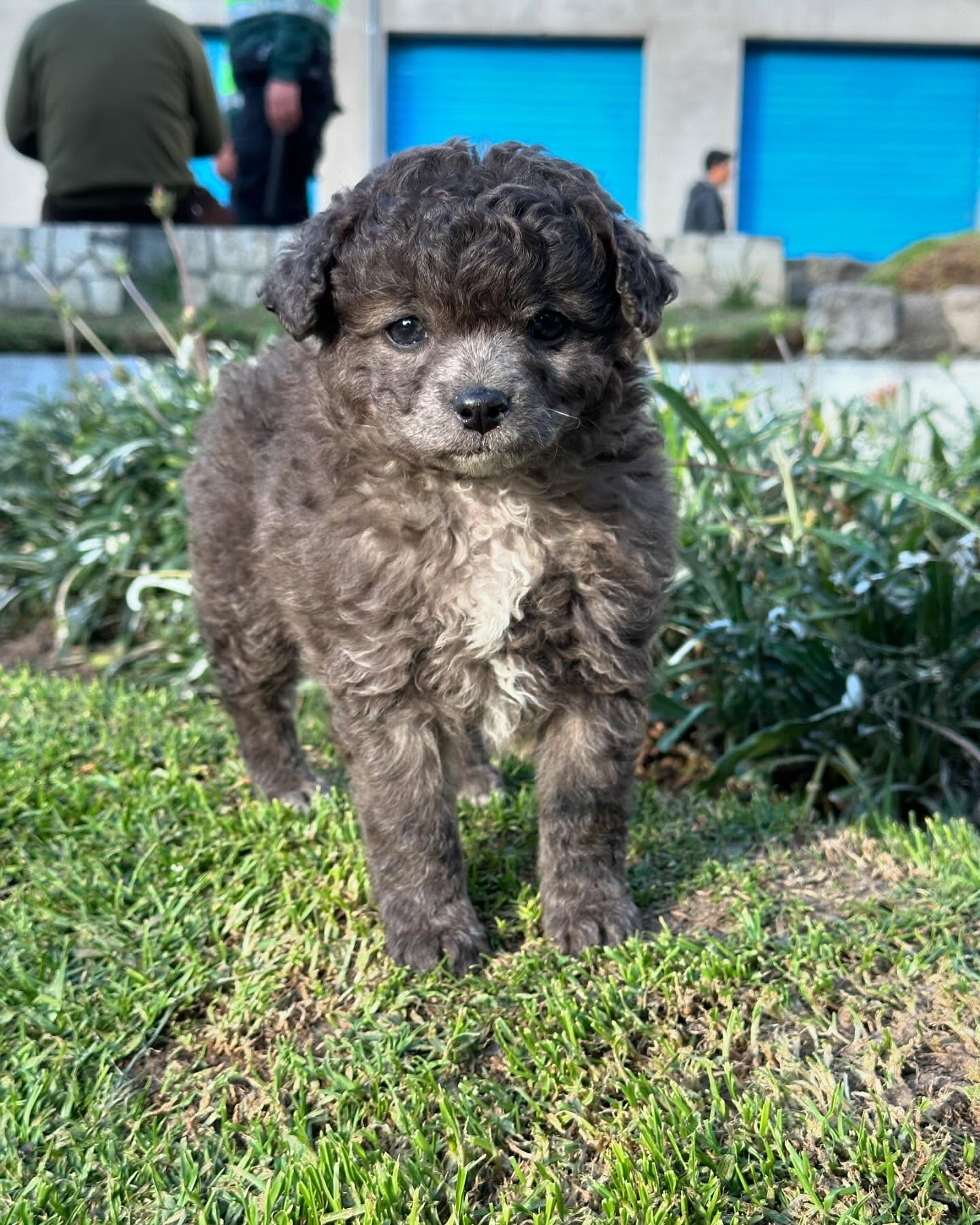 Poodle (Caniche)