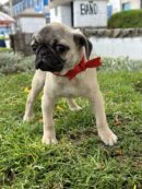 Pug
