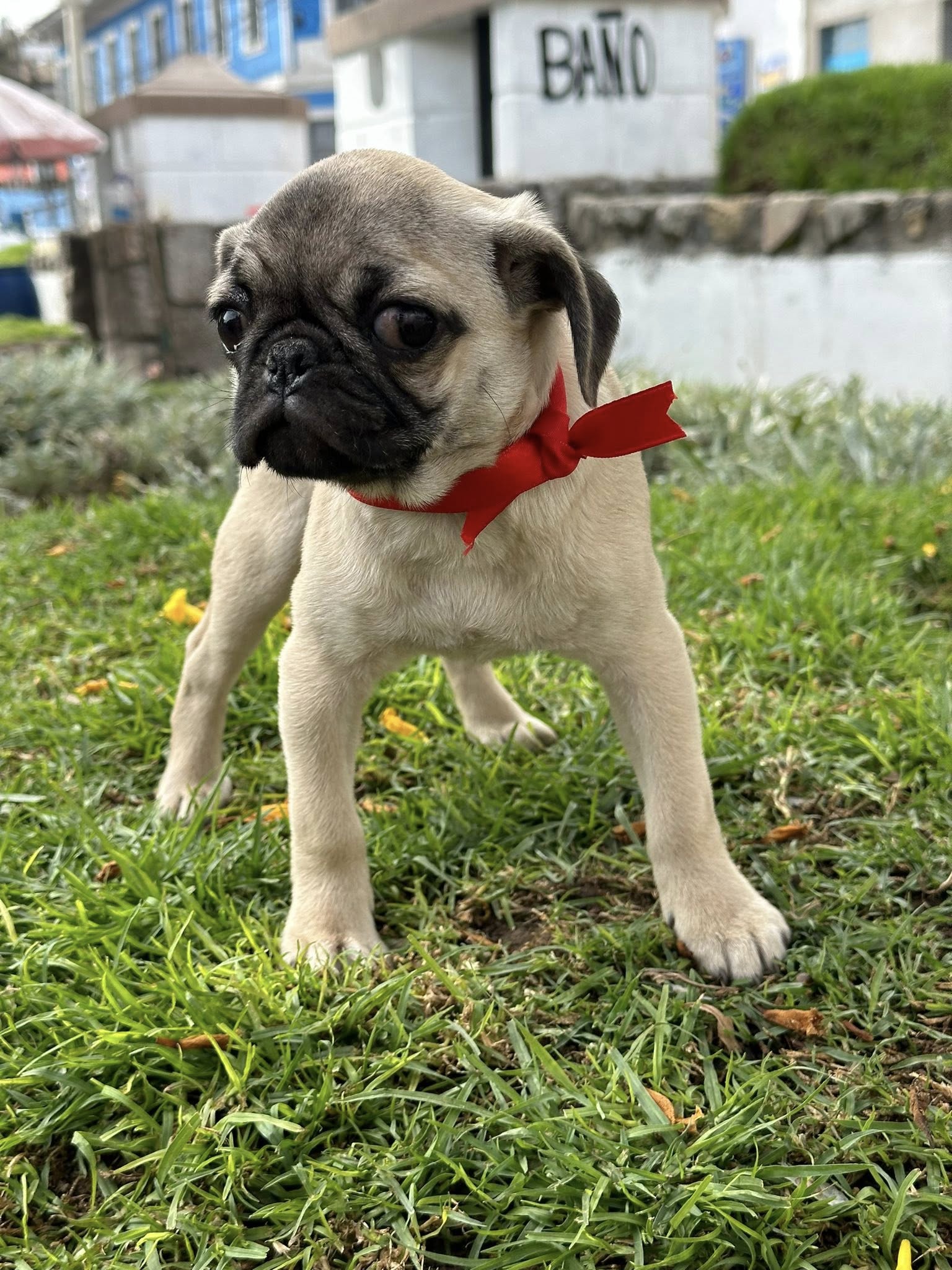 Pug - Imagen 2
