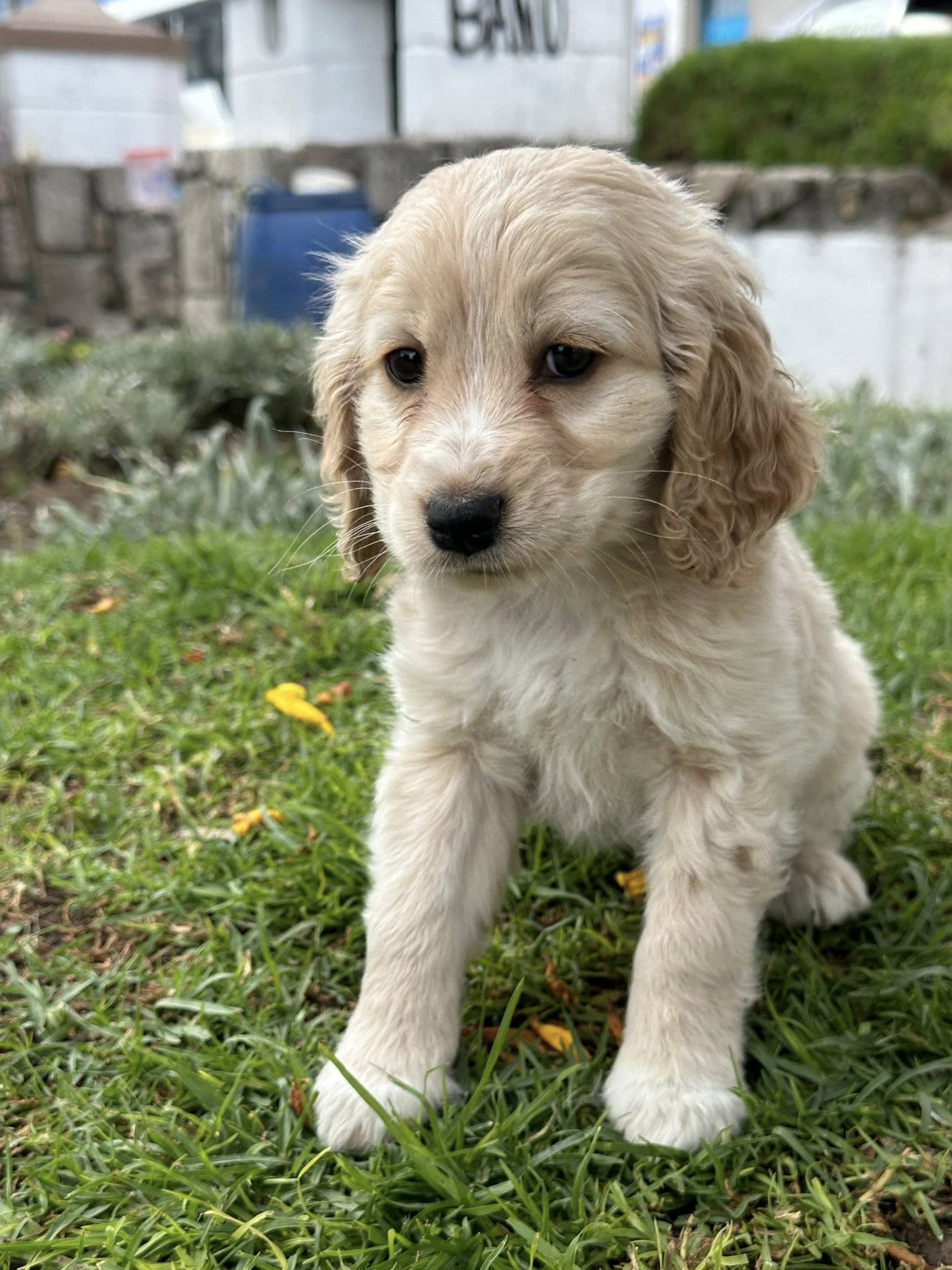 Cocker Spaniel (claro) - Imagen 2