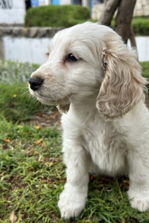 Cocker Spaniel (claro)