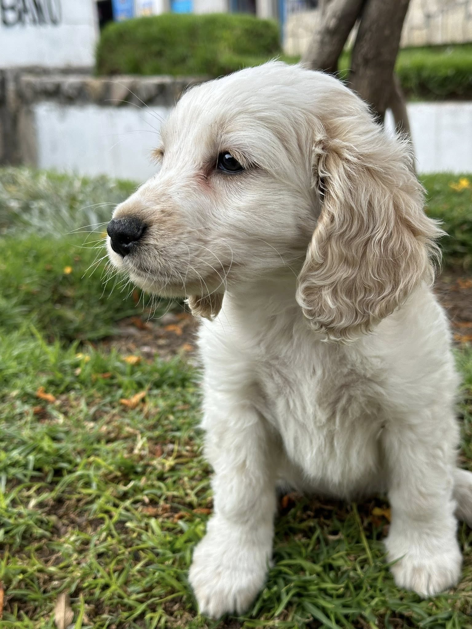 Cocker Spaniel (claro)