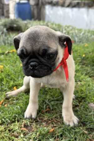 Pug