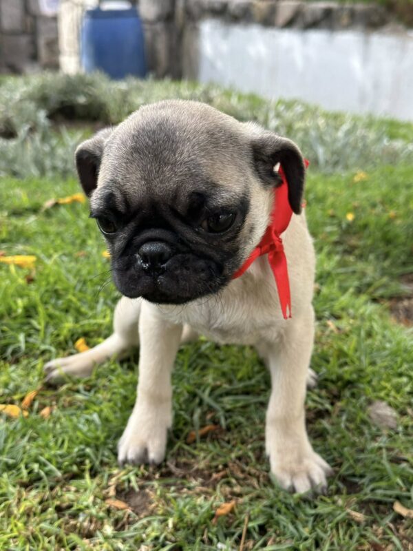 Pug