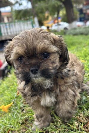 Shih Tzu / mestizo pequeño peludo