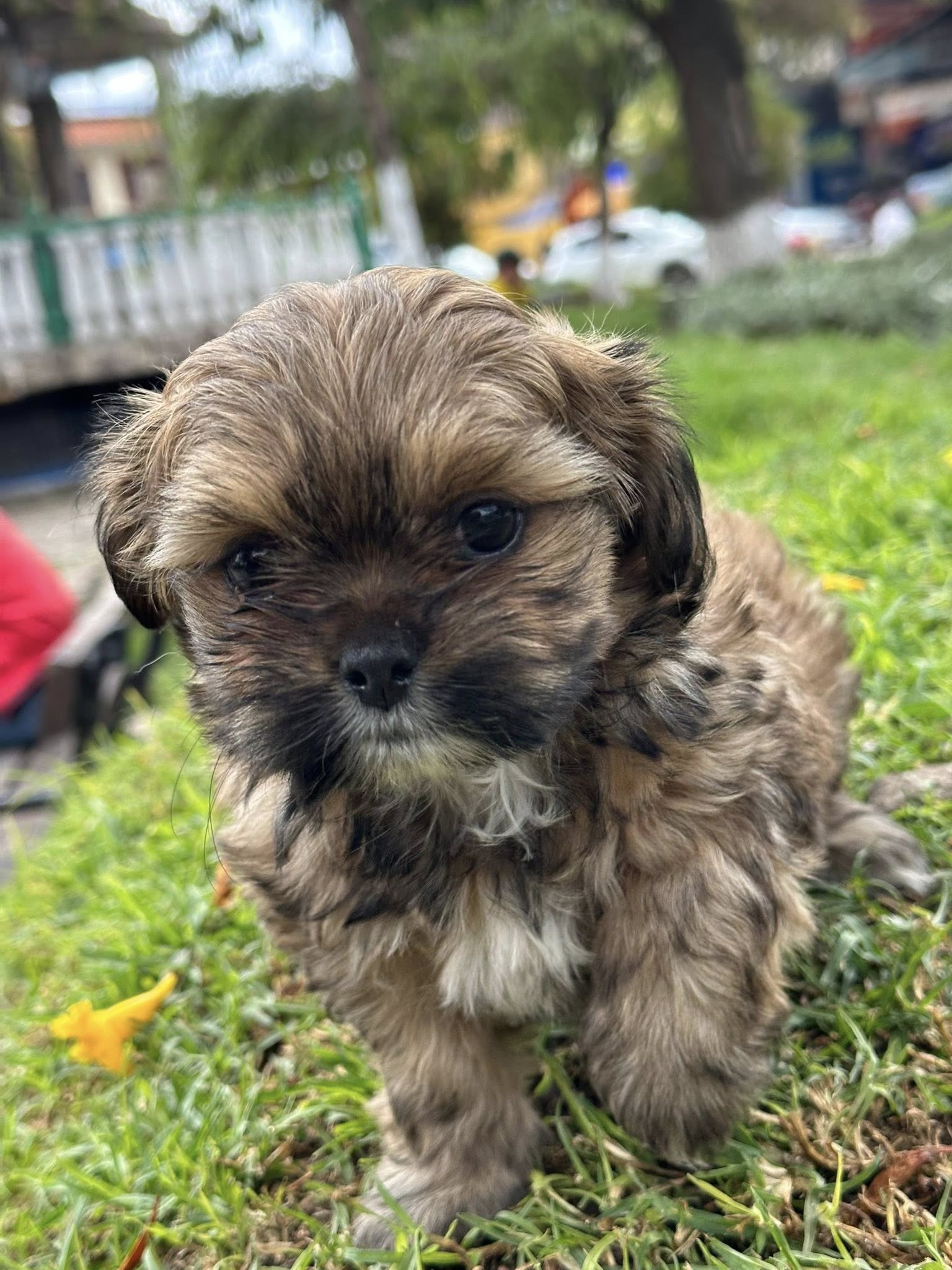 Shih Tzu / mestizo pequeño peludo