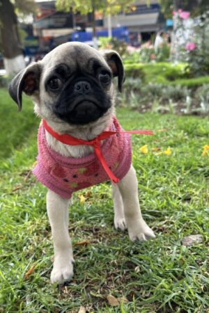 Pug