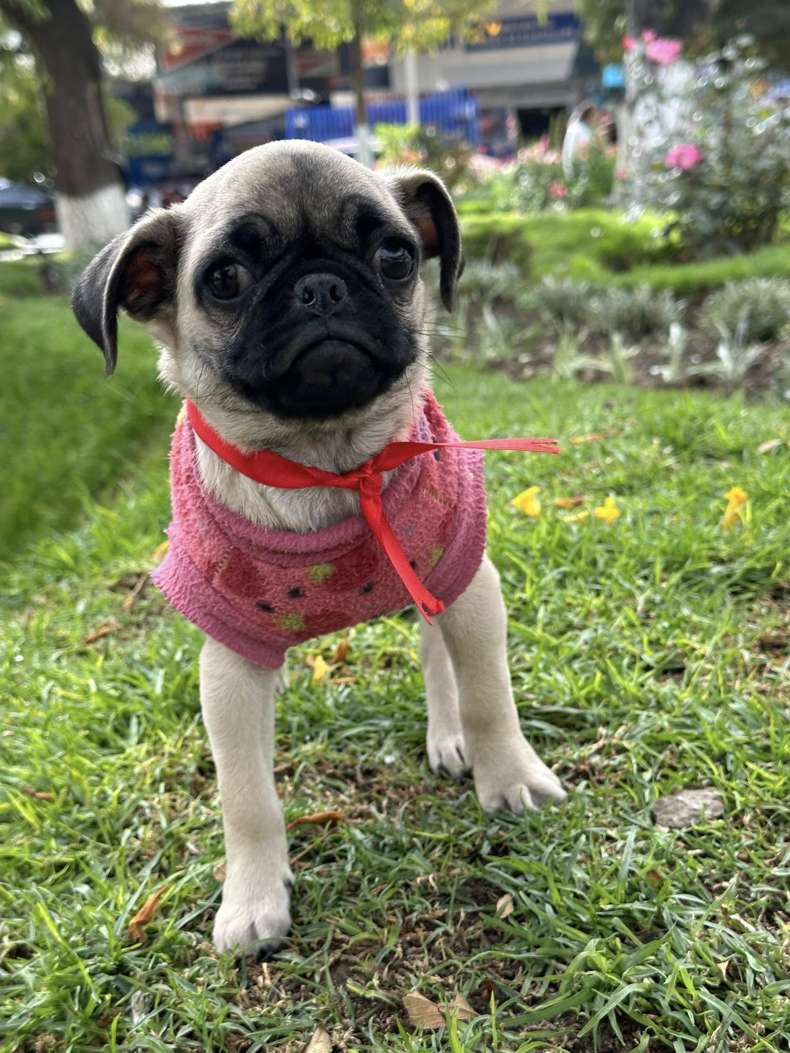 Pug