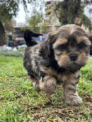 Shih Tzu / mestizo pequeño peludo