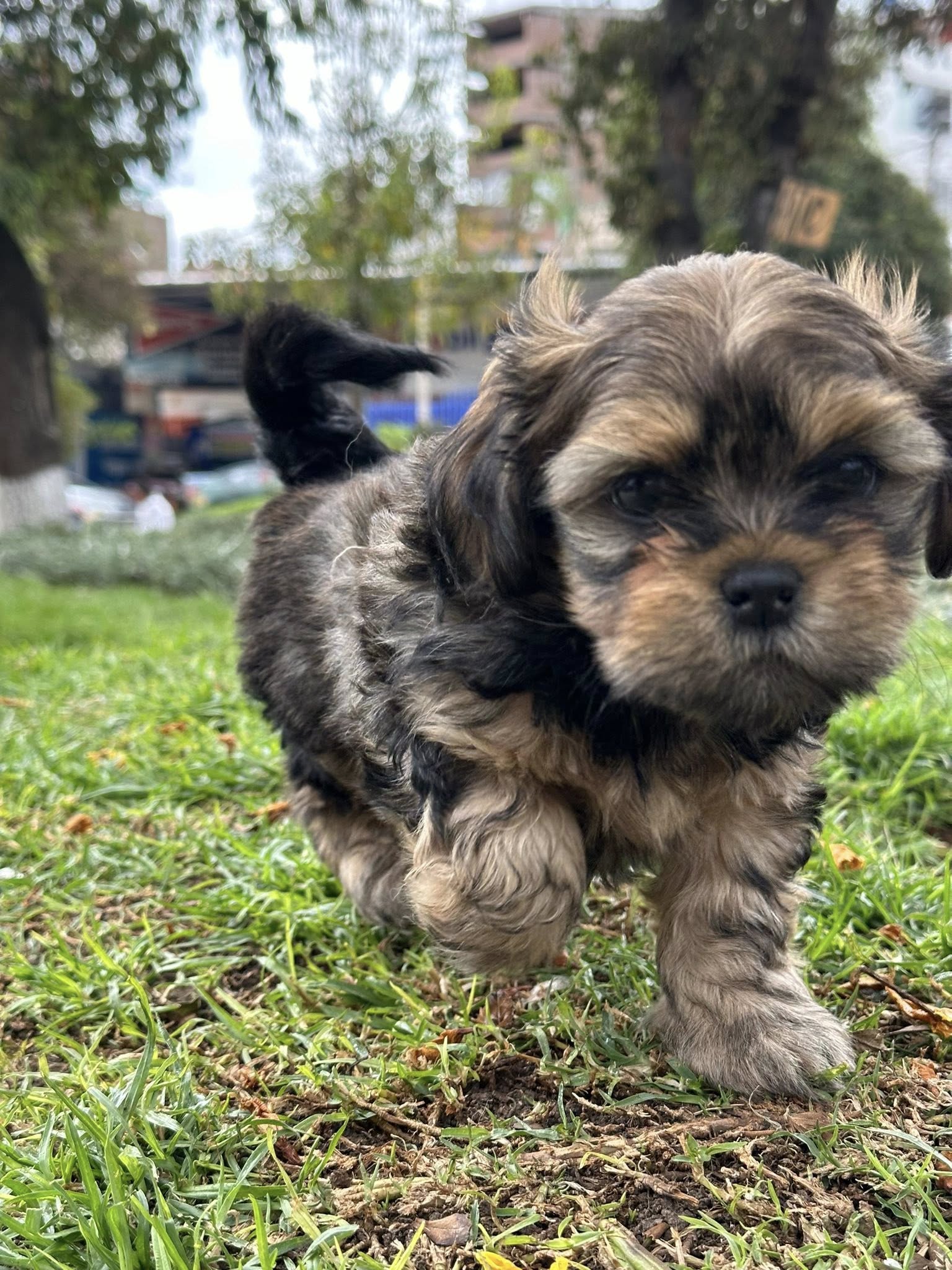 Shih Tzu / mestizo pequeño peludo - Imagen 3