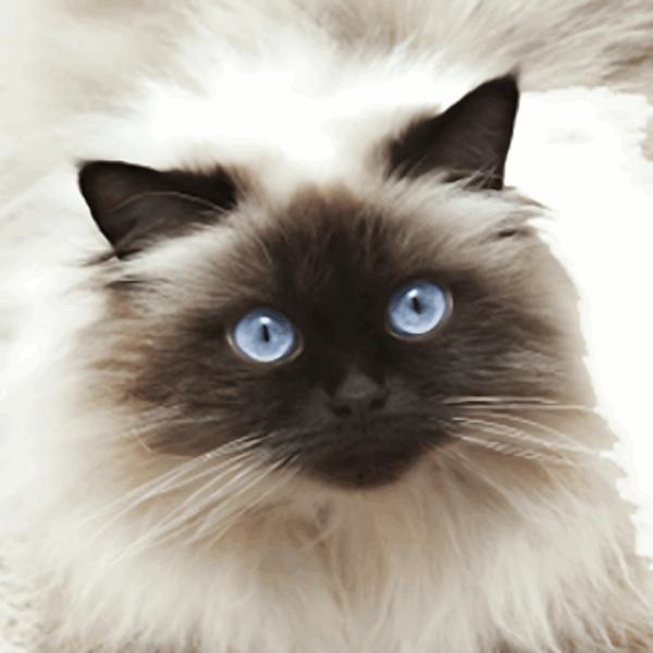 Persa Himalayo